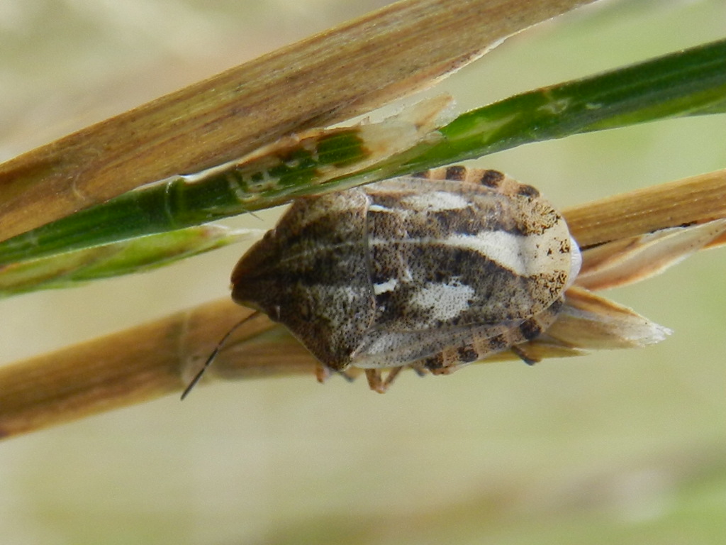 Famigliola di pentatomidae